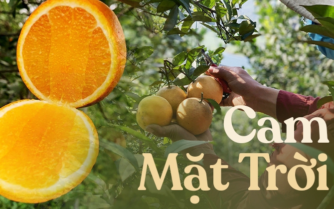 CAM MẶT TRỜI, tin tức Mới nhất Không phải cam 