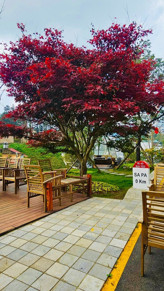 Giới trẻ nô nức check-in bên cây phong lá đỏ tại Sa Pa - Ảnh 3.