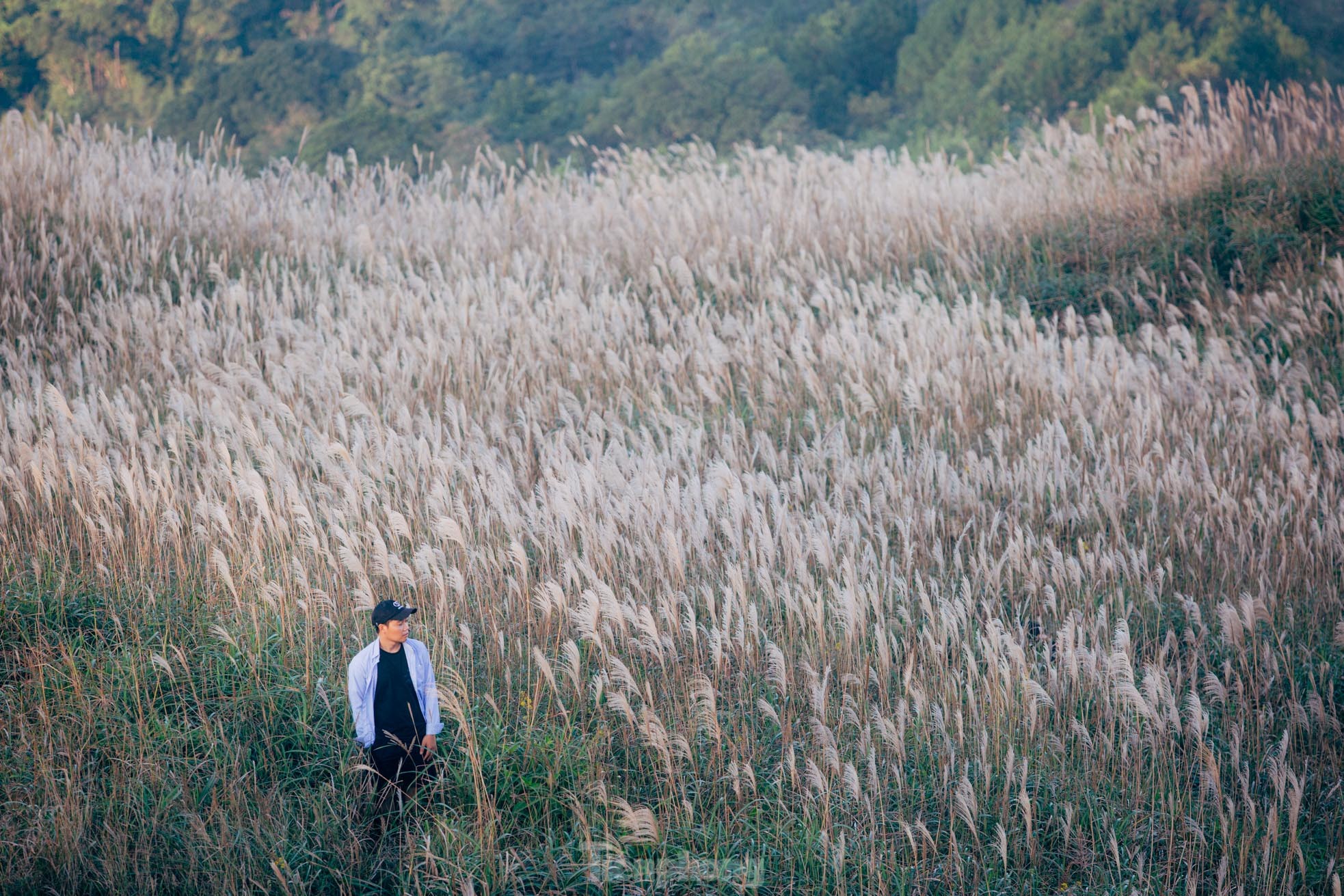 Lạc bước trong thiên đường cỏ lau đẹp nhất Việt Nam