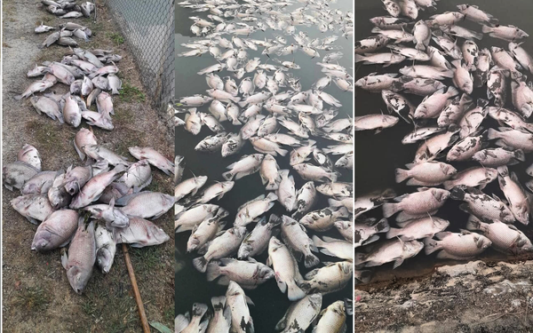 UBND huyện Mai Sơn thông tin sau vụ cá chết hàng loạt ở Sơn La - Ảnh 1.