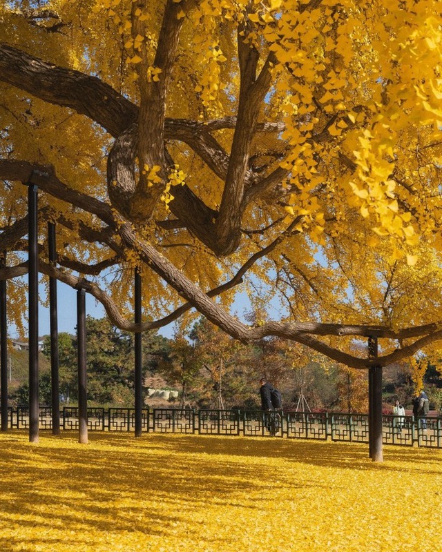 Cây ngân hạnh gần nghìn năm tuổi ở Hàn Quốc lại khoe sắc vàng rực cả góc trời khi mùa thu tới, cảnh đẹp mê mẩn hàng nghìn du khách
