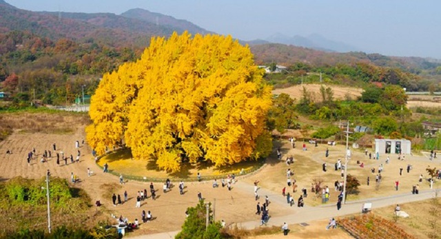 Cây bạch quả gần nghìn năm tuổi ở Hàn Quốc khoe sắc vàng rực rỡ ở mọi góc trời khi mùa thu đến, cảnh đẹp mê hoặc hàng nghìn du khách.