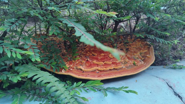 Phát hiện chiếc pizza khổng lồ dưới gốc cây trong khu chung cư, người đàn ông đăng đàn hỏi dân mạng gây ra cuộc tranh luận sôi nổi - Ảnh 1.