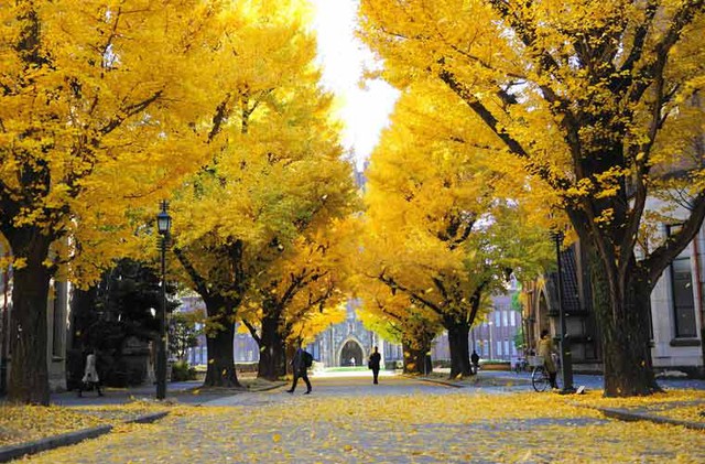 Dân tình rụng tim trước khung cảnh ĐH Tokyo mùa lá rụng, như bước vào thế giới thần tiên! - Ảnh 7.