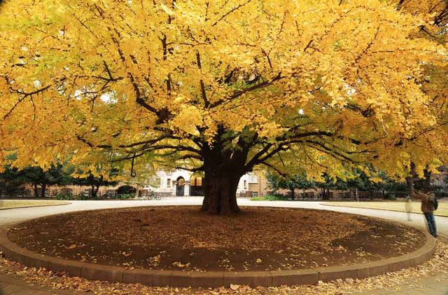 Dân tình rụng tim trước khung cảnh ĐH Tokyo mùa lá rụng, như bước vào thế giới thần tiên! - Ảnh 4.