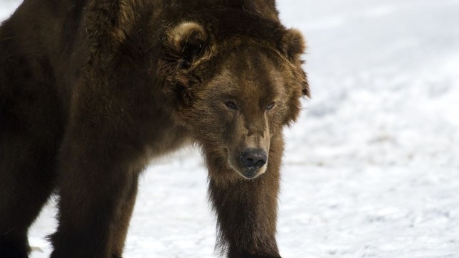 Tại sao gấu không thể ngủ đông và lang thang khắp Siberia?