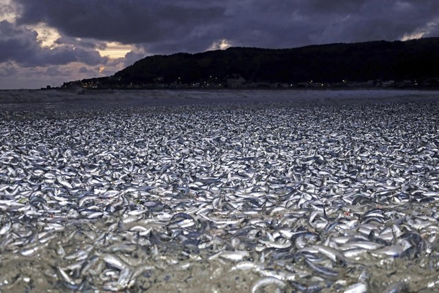 Nhật Bản giải mã vụ hơn 1.000 tấn cá chết nổi trên bãi biển