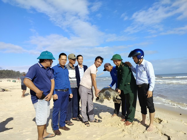 Rùa biển cổ đại nặng 40 kg dính lưới ngư dân Quảng Trị - Ảnh 1.