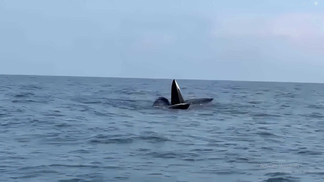 VIDEO: 3 con cá voi dài gần 20 m ngoi lên mặt nước săn mồi ở Cô Tô - Ảnh 1.