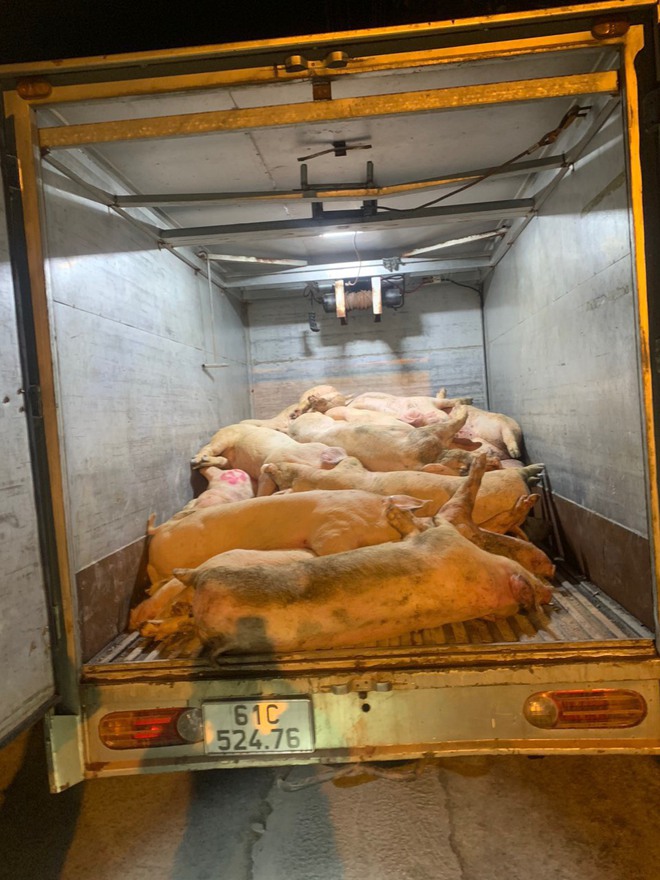 Liên tiếp bắt giữ xe tải chở lợn chết, lợn bẩn đi tiêu thụ tại Bình Dương - Ảnh 1.