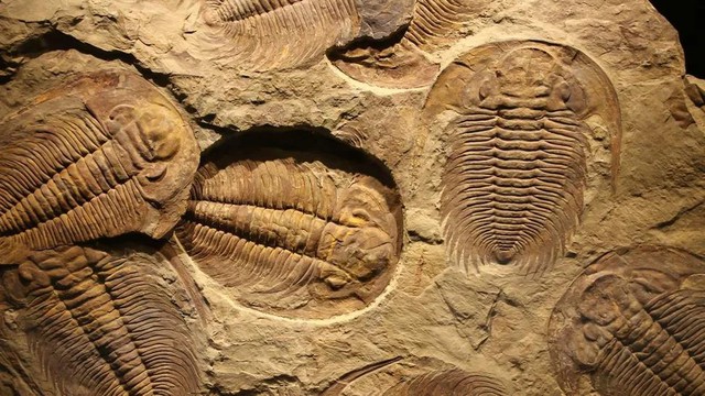 Đá cổ Trung Quốc hé lộ 'ngày tận thế' nửa tỷ năm trước