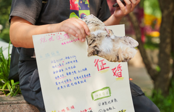 Trào lưu mới ở Trung Quốc: ''Mai mối'' cho mèo tìm bạn tri kỷ