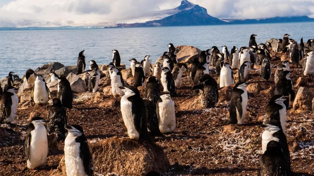 Kỳ lạ loài chim cánh cụt ngủ 10.000 giấc mỗi ngày, mỗi giấc chỉ 4 giây - Ảnh 1.