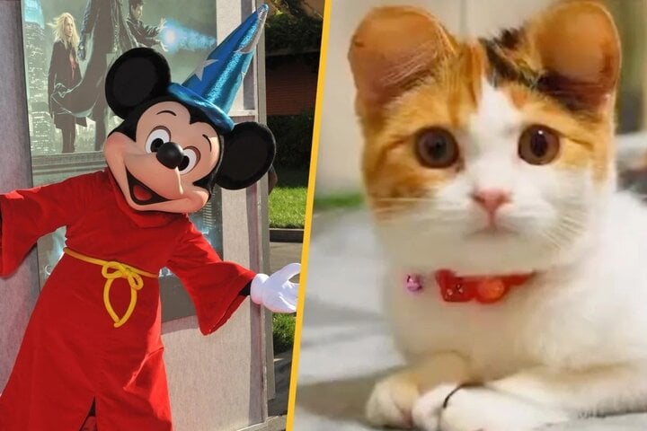 'Trào lưu' phẫu thuật tai Mickey cho chó mèo tốn 1 tỷ đồng bị chê là tàn nhẫn