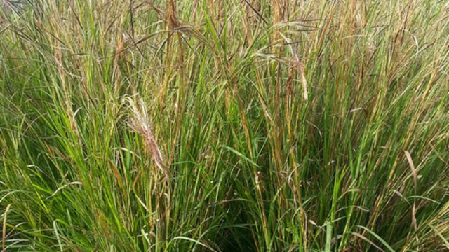 Đang xôn xao về loại cỏ giống tóc có thể di chuyển như sinh vật này: Hóa ra nó cũng tồn tại ở Việt Nam!