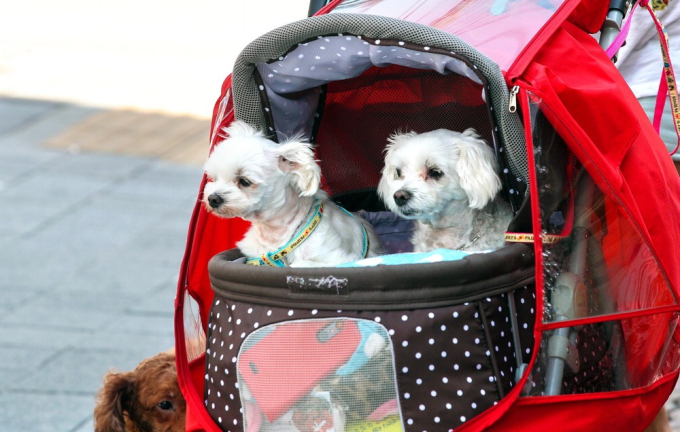 Hàn Quốc: Lần đầu tiên trong lịch sử xe đẩy thú cưng bán chạy hơn xe đẩy em bé, một loạt dấu hiệu đáng báo động đã được thấy rõ