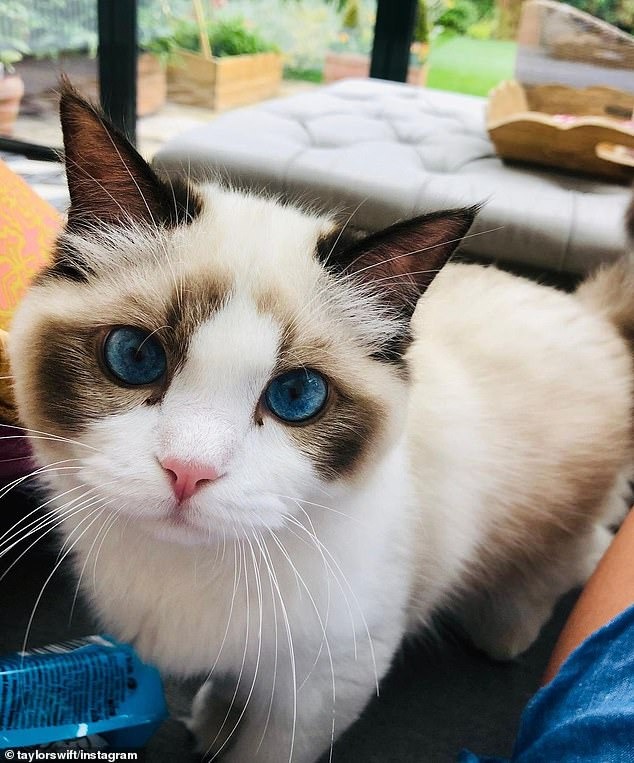 Mèo cưng mắt xanh quý hơn vàng của Taylor Swift mới xuất hiện sang trọng trên bìa tạp chí cùng chủ nhân, có giá trị ước tính 2.400 tỷ VNĐ - Ảnh 3.