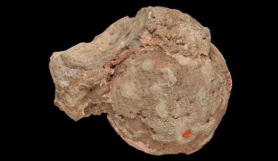 Viên đá mã não được giữ như báu vật 140 năm, nhân viên bảo tàng ngã ngửa khi biết là trứng quái thú - Ảnh 1.