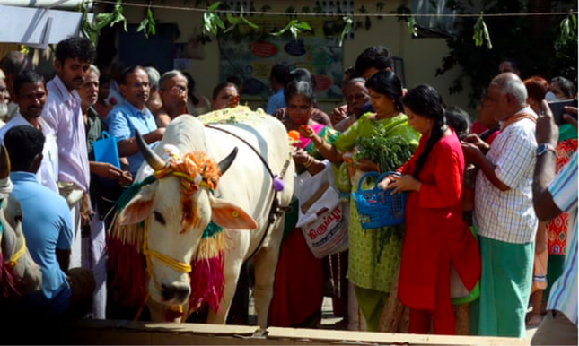 Ấn Độ biến Valentine thành Ngày ôm bò - Ảnh 1.