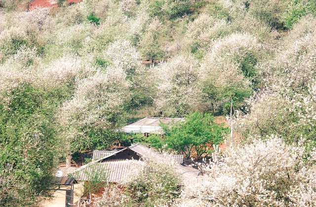 Mùa xuân trên Tà Chì Nhù với sắc trắng tinh khôi của cây táo nở hoa - Ảnh 5.