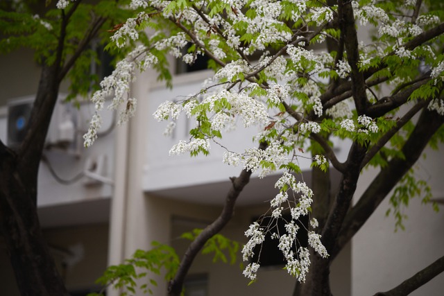 Ngắm hàng hoa sưa nở sớm nhất ở Hà Nội, phủ trắng một góc phố - Ảnh 3.