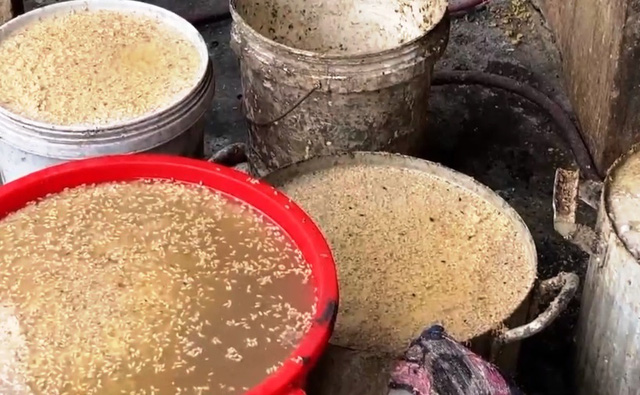 Sản xuất rượu kém chất lượng: Men càng bị ẩm mốc nấu rượu… càng ngon - Ảnh 6.
