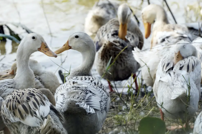 Campuchia phát hiện 12 ca nhiễm H5N1, bé gái 11 tuổi tử vong sau 8 ngày ho, sốt: WHO lo ngại, xem xét đánh giá rủi ro toàn cầu - Ảnh 4.