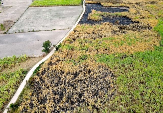 Xót xa hàng trăm héc-ta mía của nông dân Gia Lai bị cháy - Ảnh 11.