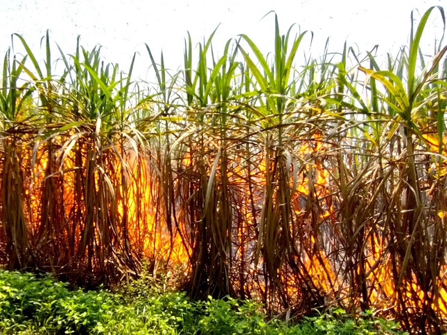 Xót xa hàng trăm héc-ta mía của nông dân Gia Lai bị cháy - Ảnh 2.