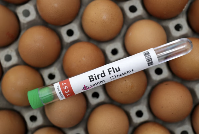 Campuchia ph&aacute;t hiện 12 ca nhiễm H5N1, b&eacute; g&aacute;i 11 tuổi tử vong sau 8 ng&agrave;y ho, sốt: WHO lo ngại, xem x&eacute;t đ&aacute;nh gi&aacute; rủi ro to&agrave;n cầu - Ảnh 1.