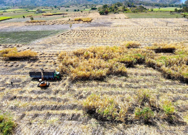 Xót xa hàng trăm héc-ta mía của nông dân Gia Lai bị cháy - Ảnh 8.