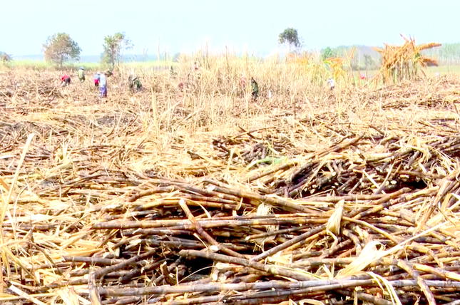Xót xa hàng trăm héc-ta mía của nông dân Gia Lai bị cháy - Ảnh 6.