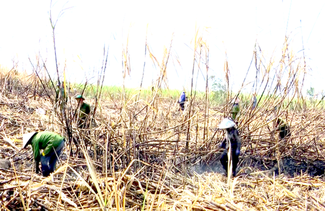 Xót xa hàng trăm héc-ta mía của nông dân Gia Lai bị cháy - Ảnh 4.