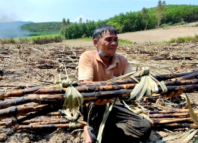 Xót xa hàng trăm héc-ta mía của nông dân Gia Lai bị cháy - Ảnh 3.