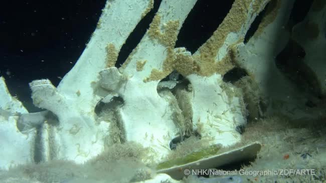 Qu&eacute;t camera dưới đ&aacute;y Nam Cực, chuy&ecirc;n gia ph&aacute;t hiện &ldquo;bữa tiệc&rdquo; bất thường trong nghĩa địa c&aacute; voi - Ảnh 1.