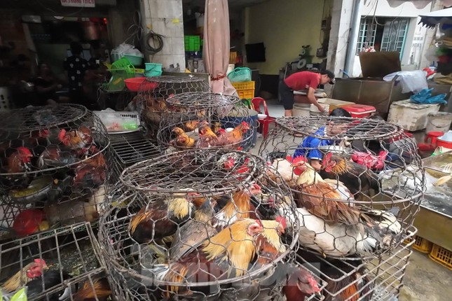 Vô tư mua bán gia cầm 3 không bất chấp dịch H5N1 đe dọa - Ảnh 8.