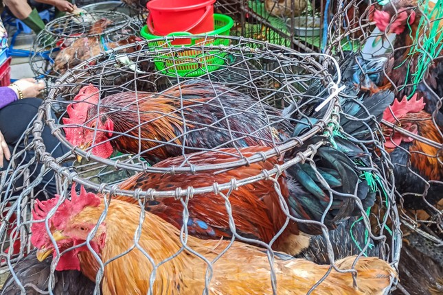 Vô tư mua bán gia cầm 3 không bất chấp dịch H5N1 đe dọa - Ảnh 7.