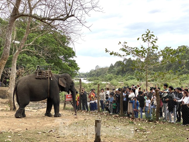 Trung tâm du lịch ở Đắk Lắk dừng khai thác dịch vụ cưỡi voi - Ảnh 3.