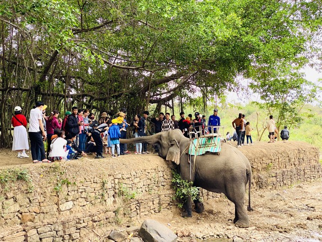Trung tâm du lịch ở Đắk Lắk dừng khai thác dịch vụ cưỡi voi - Ảnh 2.