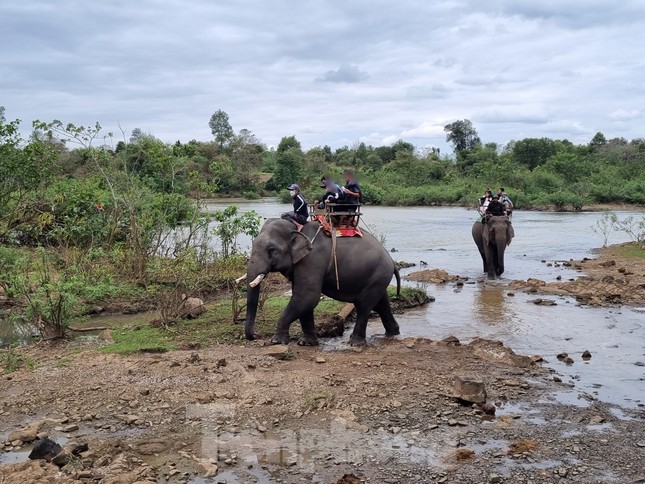 Trung tâm du lịch ở Đắk Lắk dừng khai thác dịch vụ cưỡi voi - Ảnh 1.