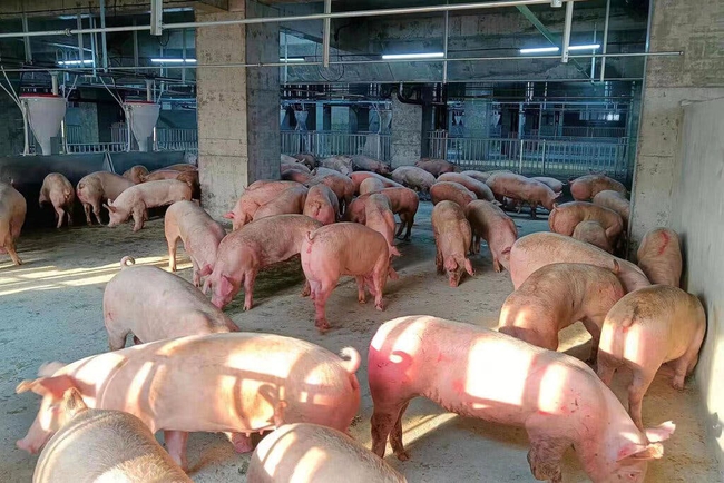 Khan hiếm đất nông nghiệp, Trung Quốc xây chung cư để nuôi lợn với công nghệ tiên tiến, cho ăn cũng bằng dây chuyền hoàn toàn tự động - Ảnh 4.