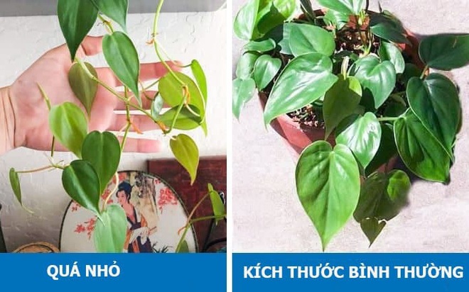 8 dấu hiệu cho thấy cây cảnh bạn trồng đang gặp vấn đề - Ảnh 13.