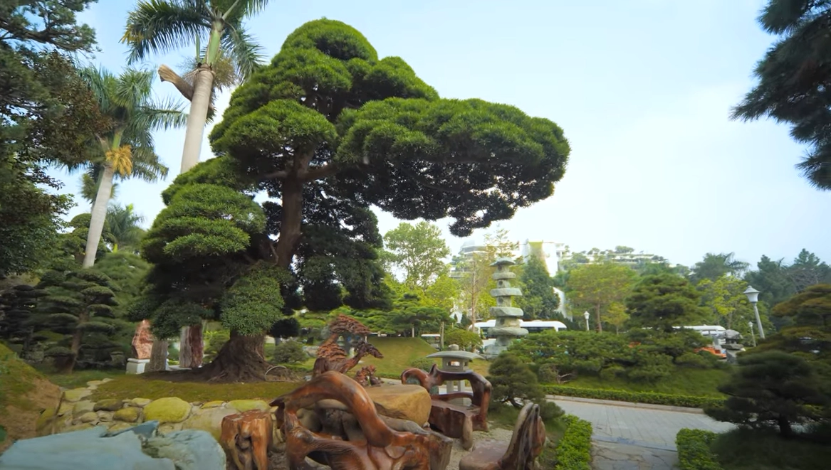 Thú chơi cây bạc tỷ của sếp FPT: Trồng cả “hạm đội thông Nhật”, đặt cây tùng 450 năm tuổi ngoài lối đi cho mọi người thoải mái chụp ảnh - Ảnh 3.