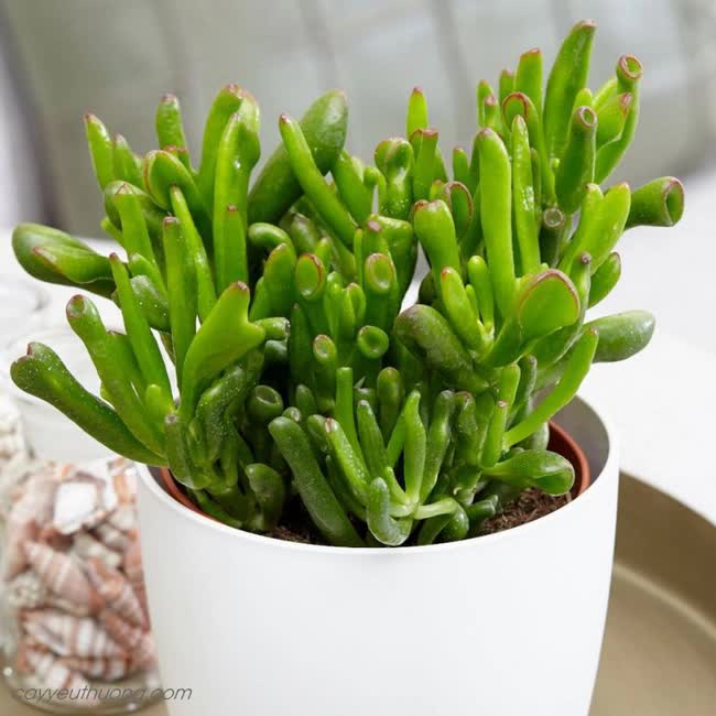Người giàu cực chuộng 5 cây cảnh này, chưng trong nhà để hút may mắn - Ảnh 4. Người giàu cực chuộng 5 cây cảnh này, chưng trong nhà để hút may mắn - Ảnh 4.