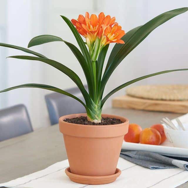 Người giàu cực chuộng 5 cây cảnh này, chưng trong nhà để hút may mắn - Ảnh 2. Người giàu cực chuộng 5 cây cảnh này, chưng trong nhà để hút may mắn - Ảnh 2.