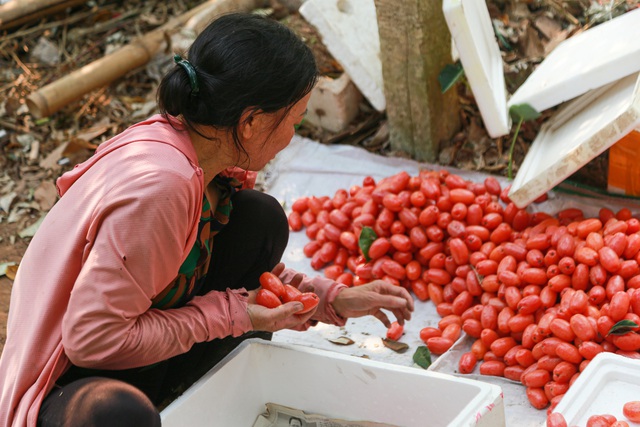 Về thăm thủ phủ trồng nhót ở Hà Nội: Người dân than được mùa nhưng mất giá - Ảnh 14.