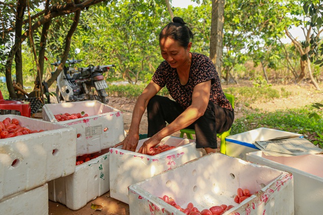 Về thăm thủ phủ trồng nhót ở Hà Nội: Người dân than được mùa nhưng mất giá - Ảnh 6.