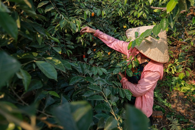 Về thăm thủ phủ trồng nhót ở Hà Nội: Người dân than được mùa nhưng mất giá - Ảnh 1.