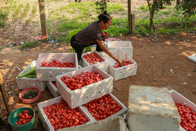 Về thăm thủ phủ trồng nhót ở Hà Nội: Người dân than được mùa nhưng mất giá - Ảnh 13.