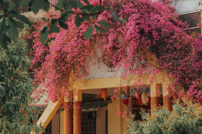 Ngôi trường đang hot nhất trên MXH: Cả khuôn viên bao phủ bởi giàn hoa giấy khổng lồ, khung cảnh đẹp như vườn cổ tích - Ảnh 2.